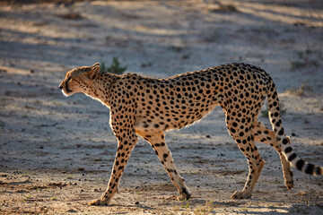 Cheetah (Acinonyx jubatus) Kgalagadi Transfrontier Park South Africa