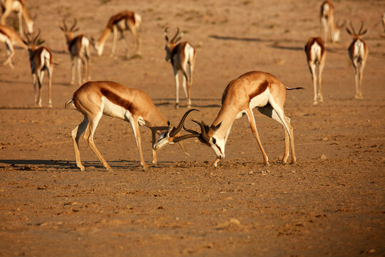 Springboks fighting (Antidorcas marsupialis ) Kgalagadi Transfrontier Park South Africa