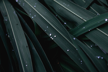 Raindrops on the leaves