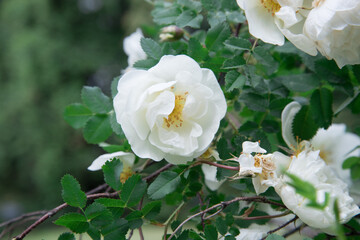 White rosehip flower close up. Background, texture. Twisting rose