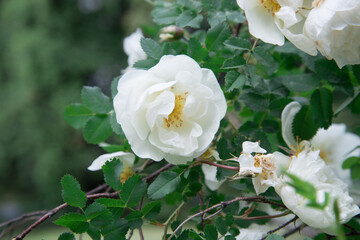 Fototapeta na wymiar White rosehip flower close up. Background, texture. Twisting rose