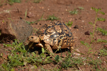 Leopard tortoise (Stigmochelys pardalis ) Kruger National Park South Africa