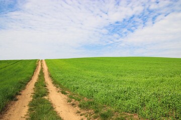 Fototapeta na wymiar A beautiful view to the path between the green fields with blue sky above near Vrbice, Czech republic
