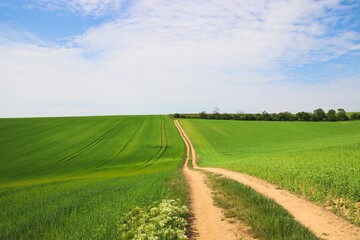 A beautiful view to the path between the green fields with blue sky above near Vrbice, Czech republic