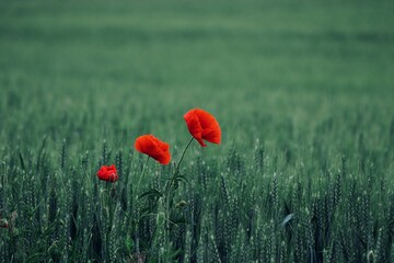 Fototapeta premium Three contrasting solitary poppies in the green field at Podivin, Czech republic