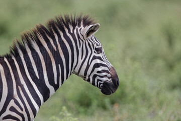 Fototapeta na wymiar Burchell's Zebra Ngorongoro Crater Tanzania Africa