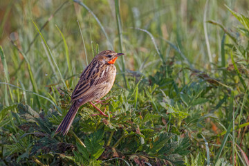 Rosy-throated longclaw Ngorongoro Crater Tanzania Africa