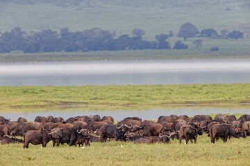 Fototapeta na wymiar Cape Buffalo Ngorongoro Crater Tanzania Africa
