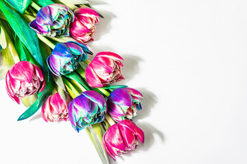 A bouquet of unusual multicolored tulips isolated on white background