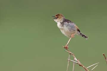 Wailing cisticola Cisticola lais Serengeti National Park Tanzania Africa
