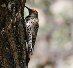 A Northern Flicker sitting on the side of a tree getting ready to do what comes natural. Version 2