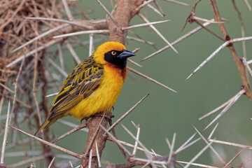 Africa Masked weaver Ngorongoro Crater Tanzania