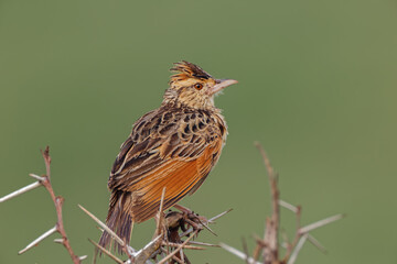 Rufous-naped lark Ngorongoro Crater Tanzania Africa