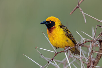 Africa Masked weaver Ngorongoro Crater Tanzania