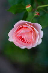 pink rose petals in focus in the center of the frame with blurred background