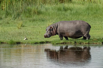 Hippopotamus Ngorongoro Crater Tanzania Africa