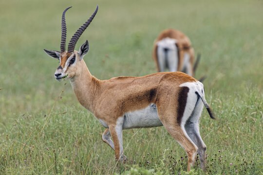 Grant's gazelle Nanger granti Ngorongor Crater Tanzania Africa