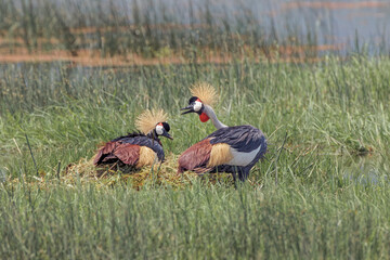 Fototapeta premium African crowned crane nesting Ngorongoro Crater Tanzania Africa