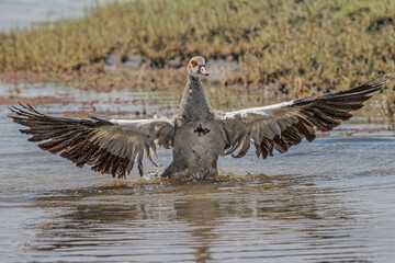 Egyptian goose Ngorongoro Crater Tanzania Africa