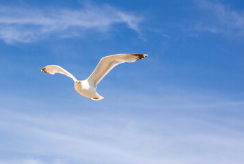 seagull in flight