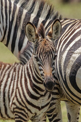 Fototapeta na wymiar Baby Burchell's Zebra Ngorongoro Crater Tanzania Africa