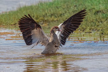 Egyptian goose Ngorongoro Crater Tanzania Africa