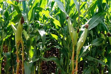 corn crop - agriculture concept - work on the farm