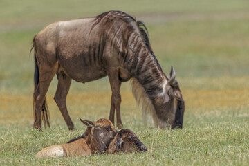 Naklejka na ściany i meble Baby Wildebeest Ngorongoro Crater Tanzania Africa