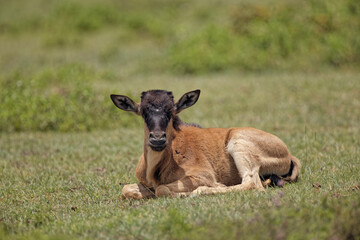 Wildebeest Ngorongoro Crater Tanzania Africa