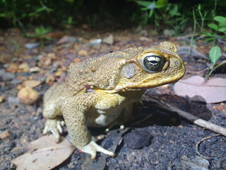 Close-up portrait of Cane Toad (Rhinella marina) eye staring at camera Litchfield National Park, Australia