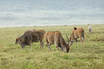 Eland Ngorongoro Crater Tanzania Africa