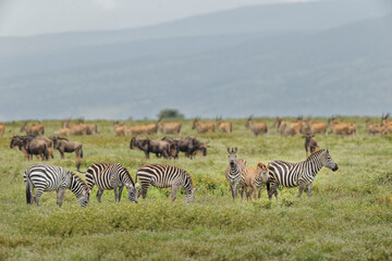 Fototapeta na wymiar Mixed group of Burchell's Zebra Wildebeest Eland Ngorongoro Crater Tanzania Africa