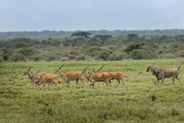 Naklejka na ściany i meble Herd of male and female Eland running Ngorongoro Crater Tanzania Africa