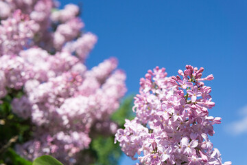 Close-up of lilac flowers against the blue sky. A blurred lilac bush on the backdrop.