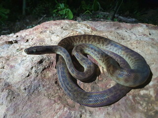 Close-up portrait of Brown Tree Snake (Boiga irregularis) curled up and facing camera Litchfield National Park, Australia