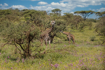 Fototapeta na wymiar Purple phlox flowers and Masai giraffe Ngorongoro Conservation Area Tanzania Africa