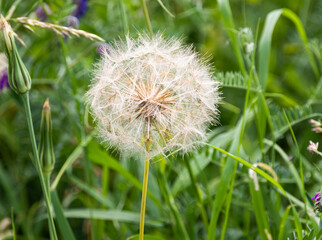 Fototapeta premium Close up of a wild dandelion among lush green foliage