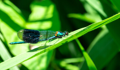 Close up of blue damselfly perched on lush green foliage with out of focus background