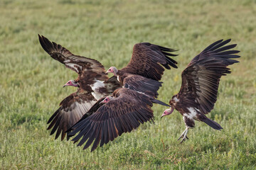 Hooded vultures Ngorongoro Crater Tanzania Africa