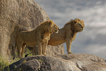 Adult male lions on rocky outcropping Serengeti National Park Tanzania Africa