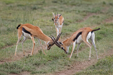 Naklejka na ściany i meble Male Thomson's gazelles sparring as female watches Serengeti National Park Tanzania Africa