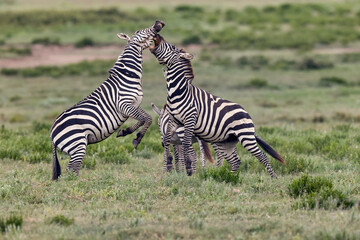 Obraz na płótnie Canvas Burchell's Zebra stallions fighting Serengeti National Park Tanzania Africa 