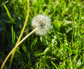 A dandelion plant isolated against a green background
