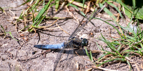 Close up of dragonfly on the floor with an out of focus background