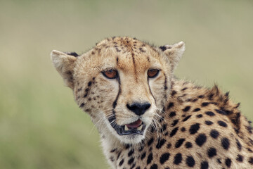 Naklejka na ściany i meble Cheetah Serengeti National Park Tanzania Africa