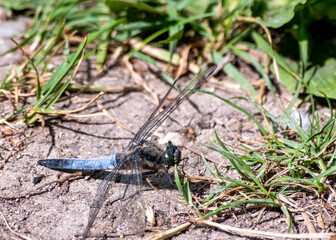 Close up of dragonfly on the floor with an out of focus background