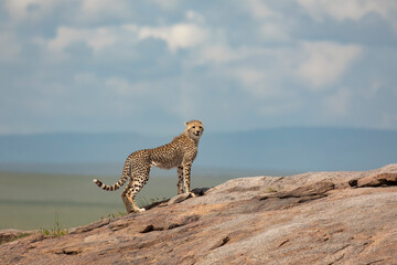 Large juvenile Cheetah on kopje Serengeti National Park Tanzania Africa