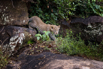 Fototapeta na wymiar Leopard cub on large kopje Serengeti National Park Tanzania Africa