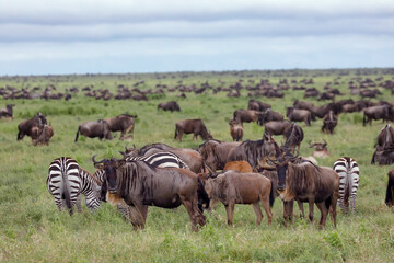 Fototapeta na wymiar Wildebeest migration Serengeti National Park Tanzania Africa