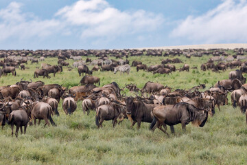 Wildebeest migration Serengeti National Park Tanzania Africa